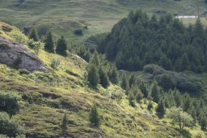 day, elevated, mountain, natural light, pine, Switzerland, Switzerland, tree, vegetation