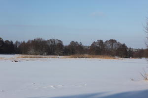 afternoon, bright, day, eye level view, field, Poland, snow, sunny, treeline, Wielkopolskie, winter, woodland