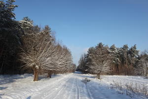 afternoon, bright, coniferous, day, deciduous, eye level view, Poland, road, snow, sunny, tree, Wielkopolskie, winter