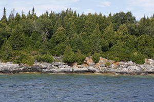 broad-leaf tree, broad-leaved tree, Canada, cliff, coniferous, day, eye level view, Ontario, seascape, summer, sunny, Tobermory, tree, treeline, woodland