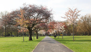 alley, blooming, blossom, day, deciduous, England, eye level view, grass, London, park, spring, sunny, The United Kingdom, tree