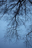 below, branch, day, deciduous, diffuse, diffused light, Italia , natural light, Toscana, tree, twig, Volterra, winter