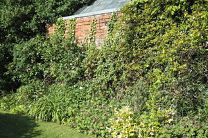 bush, Christchurch, day, England, eye level view, flowered bush, garden, shrub, shrubbery, spring, sunny, The United Kingdom