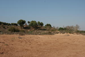 autumn, bush, day, desert, direct sunlight, Essaouira, eye level view, Morocco, natural light, sunlight, sunny, sunshine, tree, vegetation