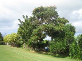 Barbados, day, eye level view, garden, grass, overcast, palm, tree, tropical, vegetation