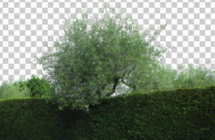 cutout, cutout trees, day, diffuse, diffused light, eye level view, hedge, Olea europaea, olive, summer