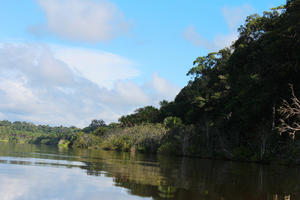 day, eye level view, lowered, Madre de Dios, Peru, river, shrub, summer, sunny, treeline, tropical