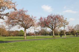 blooming, blossom, day, deciduous, England, eye level view, grass, London, park, spring, sunny, The United Kingdom, tree