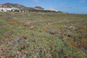 autumn, Canarias, day, eye level view, Las Palmas, shrubbery, shrubland, Spain, sunny