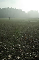 England, eye level view, fog, grass, leaves, London, lowered, natural light, overcast, park, The United Kingdom, winter