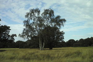 autumn, birch, bright, day, England, eye level view, grass, London, park, The United Kingdom, vegetation