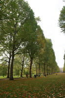 autumn, broad-leaf tree, broad-leaved tree, day, deciduous, England, eye level view, grass, leaves, London, natural light, park, The United Kingdom, tree