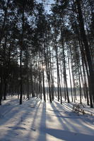 afternoon, backlight, bright, coniferous, day, eye level view, Poland, shady, snow, sunny, tree, Wielkopolskie, winter, woodland