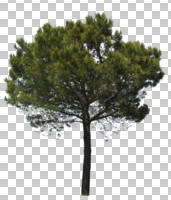 coniferous, cutout, cutout trees, day, diffuse, diffused light, evergreen, eye level view, pine, Pinus pinea, summer