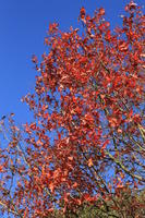 below, branch, day, England, London, natural light, park, sunny, The United Kingdom, tree