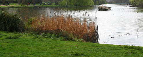 day, England, eye level view, grass, greenery, London, park, pond, reed, spring, The United Kingdom, tree, weeping willow