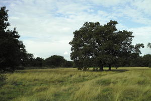 autumn, bright, day, England, eye level view, grass, London, park, The United Kingdom, tree, vegetation