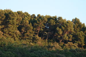 below, Croatia, Croatia, day, dusk, tree, vegetation