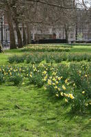 day, England, eye level view, flower, grass, greenery, London, park, spring, The United Kingdom, tree