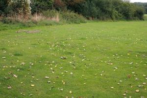 day, England, eye level view, field, grass, London, natural light, The United Kingdom, vegetation