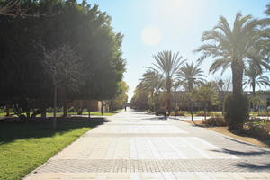 Alicante, day, eye level view, palm, pavement, Spain, sunny, tree, Valenciana