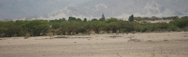 bush, day, desert, evergreen, eye level view, Peru, shrub, summer, sunny