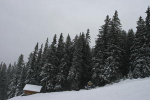 Bulgaria, day, eye level view, mountain, overcast, pine, slope, snow, tree, vegetation, winter