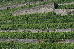 below, day, hill, Lausanne, natural light, summer, sunny, Switzerland, Vaud, vegetation, vineyard