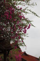 below, day, flower, Kedah, Malaysia, overcast, tree, tropical