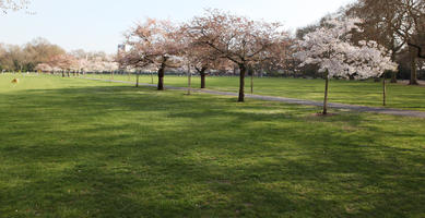 blooming, blossom, day, deciduous, England, eye level view, grass, London, park, spring, sunny, The United Kingdom, tree