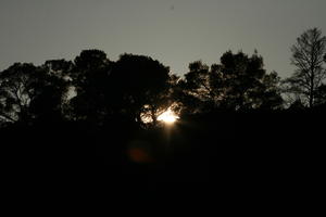 below, Croatia, Croatia, dusk, silhouette, tree, vegetation