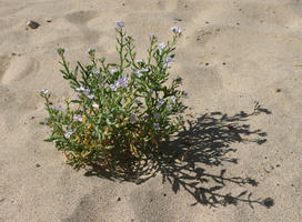 above, Canarias, close-up, day, direct sunlight, dunes, flower, Las Palmas, plant, Spain, spring, sunny