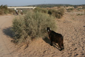 autumn, bush, day, desert, direct sunlight, Essaouira, eye level view, goat, Morocco, natural light, sunlight, sunny, sunshine, vegetation