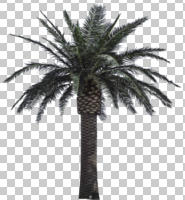 cutout, cutout trees, day, diffuse, diffused light, evergreen, eye level view, palm, Phoenix canariensis, summer