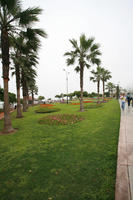 ambient light, autumn, bush, cloudy, day, diffuse, diffused light, eye level view, flowering, grass, greenery, Lima, Lima, natural light, nature, overcast, palm, park, Peru, tree