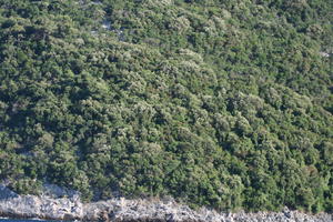 Croatia, Croatia, day, eye level view, hill, sunny, tree, vegetation