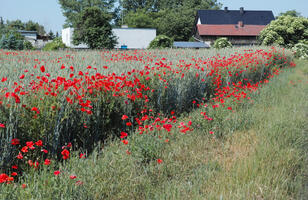 Poland