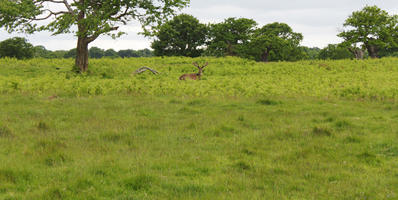 day, deer, diffuse, diffused light, England, eye level view, grass, London, natural light, park, spring, The United Kingdom