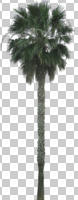 ambient light, cloudy, cutout, cutout plants, day, diffuse, diffused light, evergreen, eye level view, Mexican fan palm, Mexican washingtonia, natural light, overcast, palm, tree, Washingtonia robusta, winter