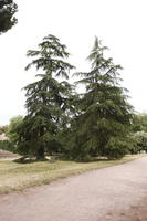 coniferous, day, eye level view, Italia , Lazio, natural light, pine, Rome, summer, tree