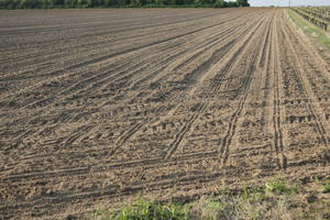 afternoon, day, direct sunlight, eye level view, field, France, spring, sunny, sunshine