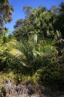 day, eye level view, Florida, Miami, natural light, palm, park, sunny, The United States, tree, tropical, vegetation, winter