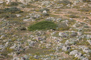 day, eye level view, Faro, Faro, flower, greenery, ground, looking down, open space, path, Portugal, rock, rockery, rocks, shrub, summer, sunlight, sunny, vegetation