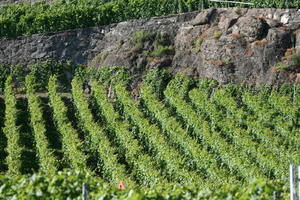 day, elevated, field, Lausanne, natural light, summer, sunny, Switzerland, Vaud, vegetation, vineyard