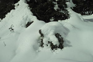 close-up, coniferous, day, evergreen, eye level view, France, Greolieres, Provence Alpes Cote D