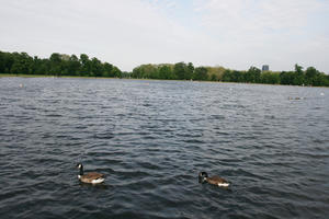 bird, day, diffuse, diffused light, England, eye level view, lake, London, natural light, park, summer, The United Kingdom, treeline