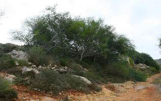 autumn, bush, day, diffuse, diffused light, eye level view, Malta, natural light, shrub