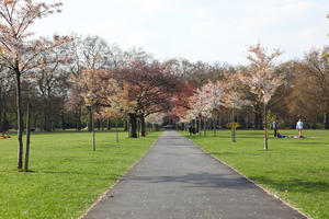 alley, blooming, blossom, day, deciduous, England, eye level view, grass, London, park, spring, sunny, The United Kingdom, tree