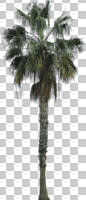 ambient light, cloudy, cutout, cutout plants, day, diffuse, diffused light, evergreen, eye level view, Mexican fan palm, Mexican washingtonia, natural light, overcast, palm, tree, Washingtonia robusta, winter