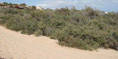 afternoon, Canarias, day, direct sunlight, dunes, eye level view, Las Palmas, shrub, Spain, spring, sunny